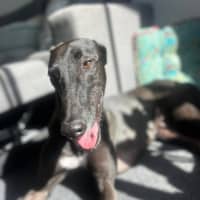 Photo of Vince, The Greyhound