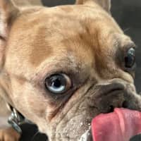 Photo of Luna Wensleydale