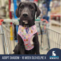 Photo of Shadow   16 Week Old Kelpie X (On Trial)