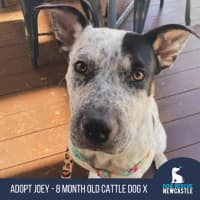 Photo of Joey   9 Month Old Cattle Dog X