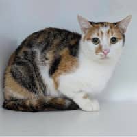 Photo of Solia