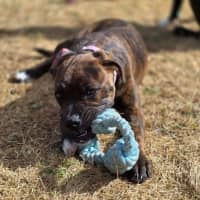 Photo of Willow