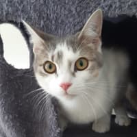 Photo of Pilchard And Sardine