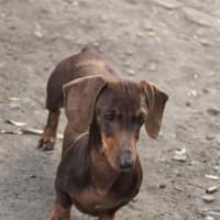 Photo of Piper