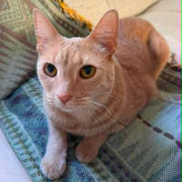 Photo of Meow Meow 