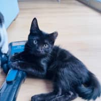 Photo of Pumpernickle Aka Pumpster