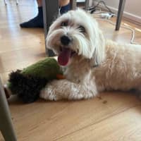 Photo of Odin