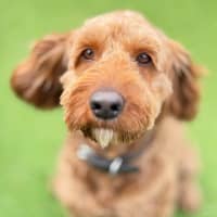 Photo of Rusty