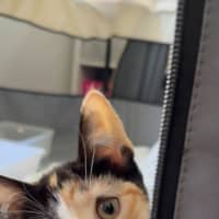 Photo of Pixie