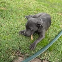 Photo of Lulu   14 Week Old Cattle Dog X Staffy