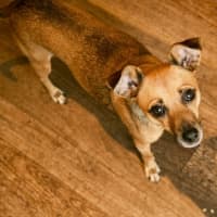 Photo of Pip