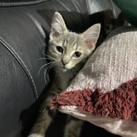 Photo of Jasmine   Meet Me At Petstock Chelsea