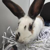 Photo of Bethany (Bonded To Bert)