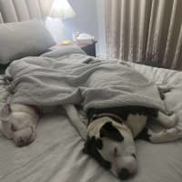 Photo of Coconut Slice