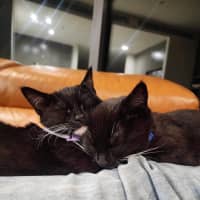 Photo of 🌸Lola🌸