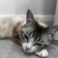 Photo of Lucy 