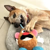 Photo of Woody