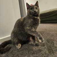 Photo of Sugar *9 Lives Project Rescue*