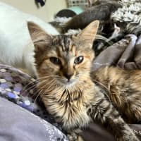 Photo of Nova *9 Lives Project Rescue*