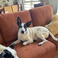 Photo of Daisy