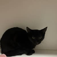 Photo of Iggle Piggle