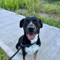 Photo of Voodoo Imp 601