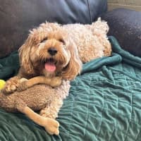 Photo of Cookie