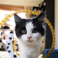 Photo of Juniper