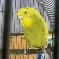 Photo of Wasabi