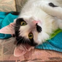 Photo of Kismet