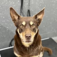 Photo of Drover
