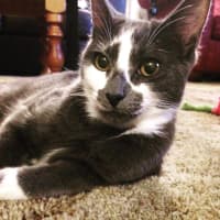 Photo of Zazee *9 Lives Project Rescue*
