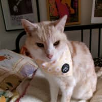Photo of Herbert