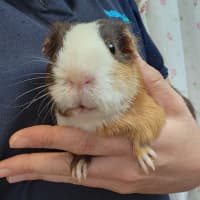 Photo of Biggie Smalls