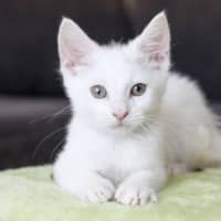 Photo of Barney