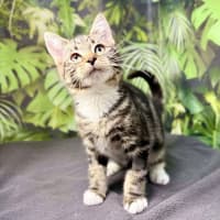 Photo of Oscar (Located In Preston) 