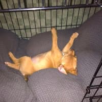 Photo of Pirate 