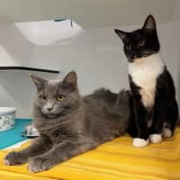 Photo of Emma Stk013179 & Freddie Stk013181