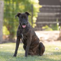 Photo of Hazel