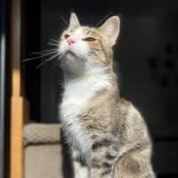 Photo of Willow 