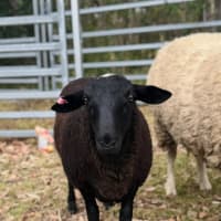 Photo of Lord & Lady Fluffington & Fluffer Nutter. 