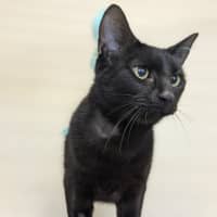 Photo of 🎠 Maloo 5811 🎠