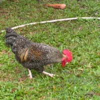 Photo of Six Roosters