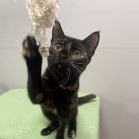 Photo of Dolly Parton