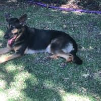 Photo of Indi