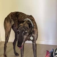 Photo of Frankie, The Greyhound