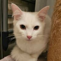 Photo of Cosima *9 Lives Project Rescue*