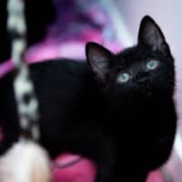 Photo of Ponyo