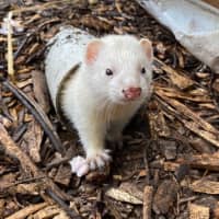 Photo of Pancake & Duckie