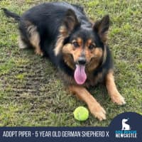 Photo of Piper   5 Year Old Shepherd X Border Collie